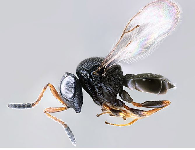 Al via i lanci della vespa samurai contro la cimice asiatica