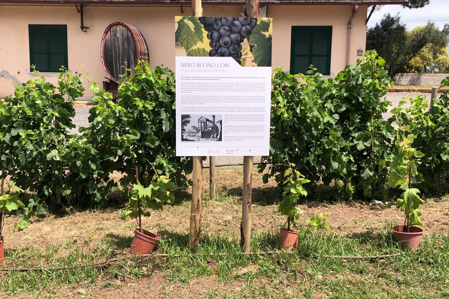 Inaugurato il nuovo vigneto di Sant’Alessio