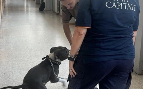 Abbandonata, senza cibo né acqua e legata con una catena a un furgone: giovane pitbull salvata dalla Polizia Locale