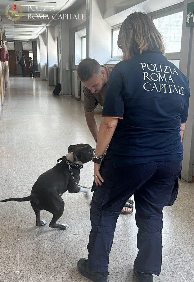 Abbandonata, senza cibo né acqua e legata con una catena a un furgone: giovane pitbull salvata dalla Polizia Locale