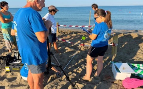 Litorale romano, scoperto un nido di tartaruga Caretta Caretta: uova messe in sicurezza