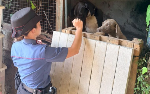 Tredici cani in un terreno senza riparo e senza acqua, denunciato un uomo