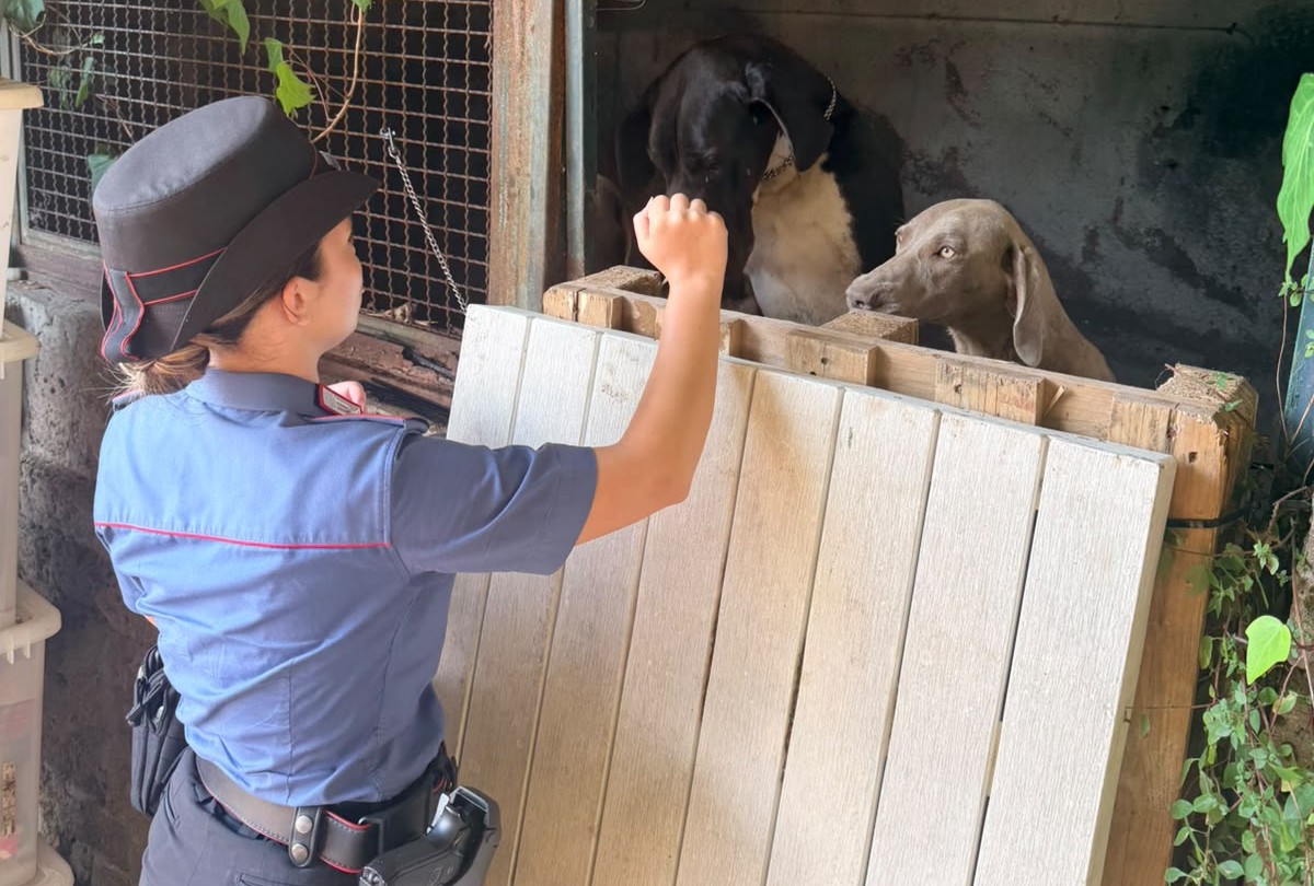 Tredici cani in un terreno senza riparo e senza acqua, denunciato un uomo
