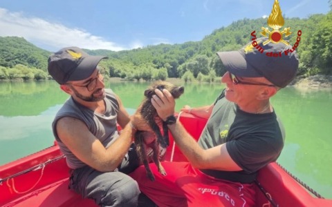 Cucciolo di cinghiale rischiava di annegare nel Salto, salvato dai Vigili del Fuoco