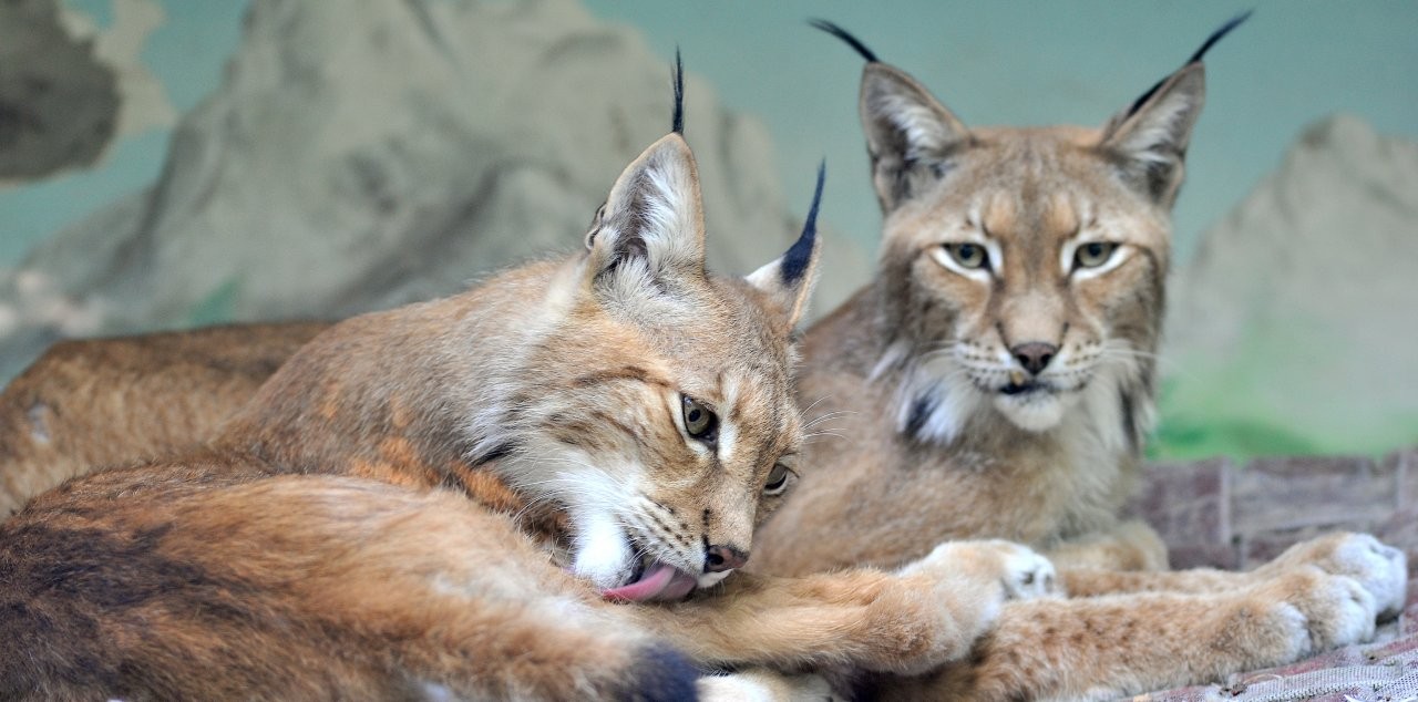 Inaugurato il nuovo maxi habitat per le linci euroasiatiche