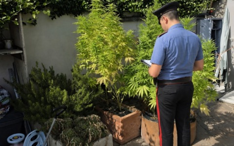 Serra di cannabis e hashish in casa, due arresti e una denuncia