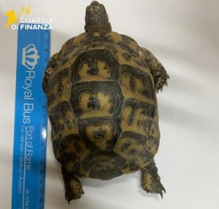Trovate e sequestrate due tartarughe vive nascoste in un furgone. VIDEO