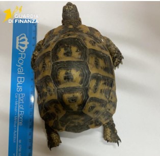 Trovate e sequestrate due tartarughe vive nascoste in un furgone. VIDEO