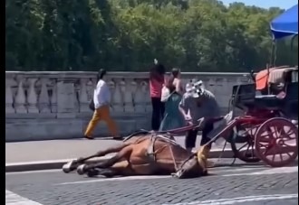 Cavallo di una botticella “crolla” su ponte Cavour, reazioni e polemiche
