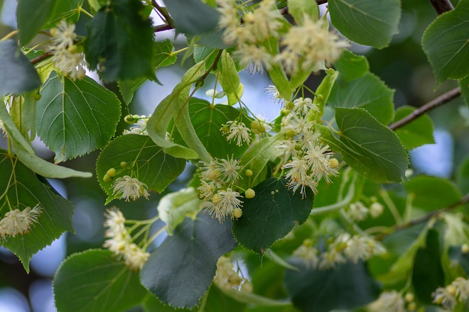 Alberi in sofferenza per il caldo, interventi a piazza Risorgimento