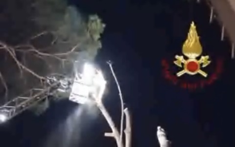 Abbattuto un albero pericolante. IL VIDEO