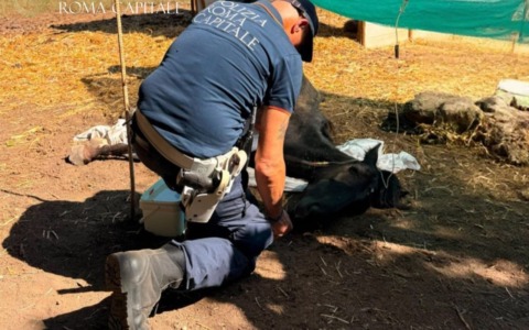 Cavalli denutriti e abbandonati sotto il sole: salvati dalla Polizia Locale