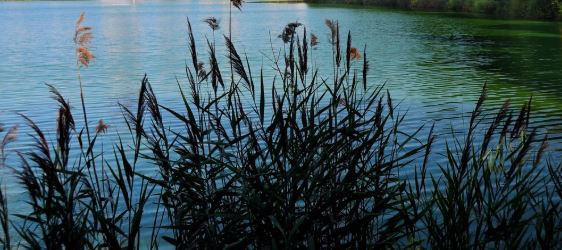 Laghetto Eur, allarme per i pesci: “subito controlli sulle acque”