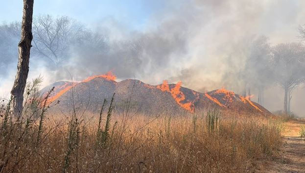 Devastante incendio nella Pineta della Campana, bruciati 60 ettari