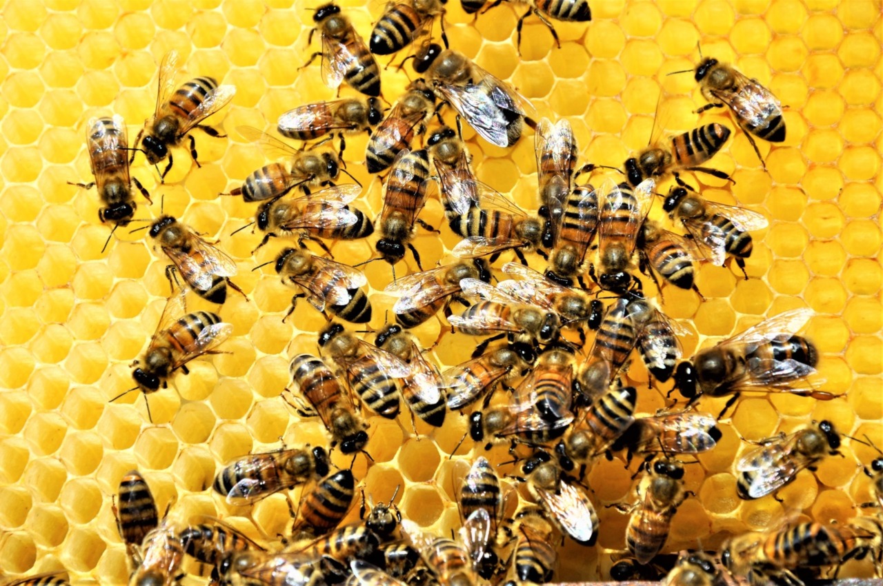 Urban Nature compie 10 anni, la natura si fa cura