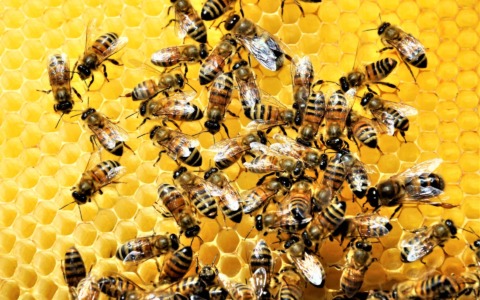 Urban Nature compie 10 anni, la natura si fa cura