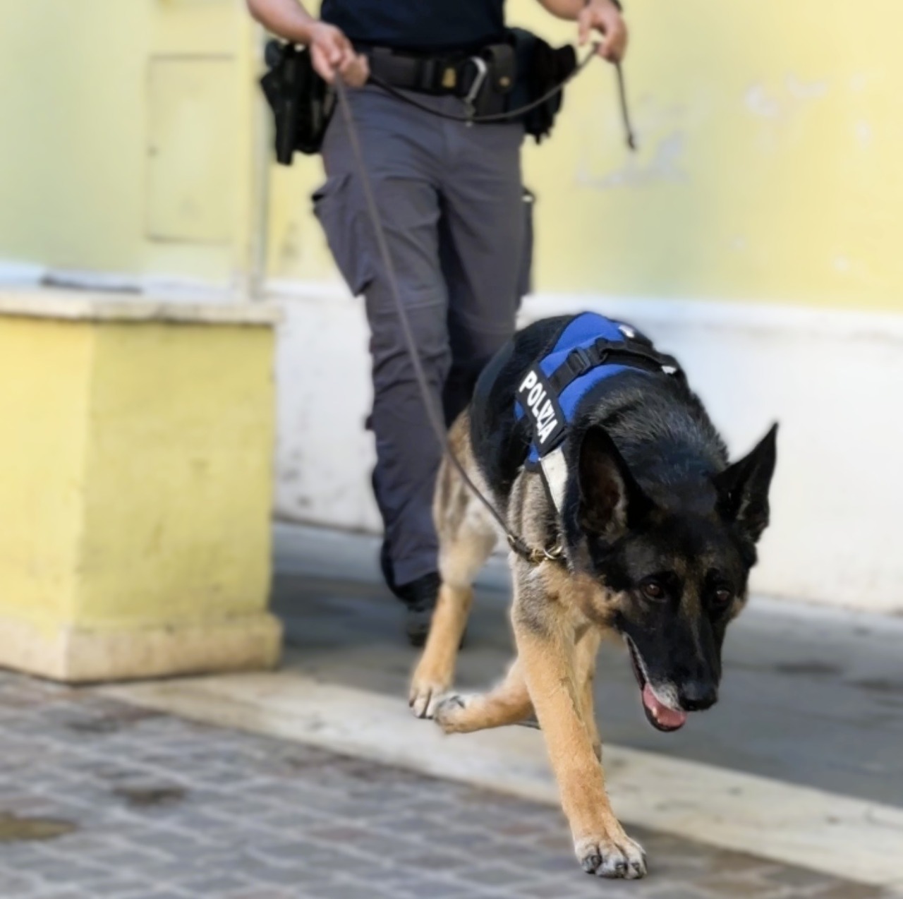Droga nascosta nelle dispense e dentro il frigo, 6 arresti