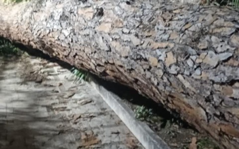 Grosso pino crolla nel cortile di un condominio, l’intervento dei Vigili del Fuoco