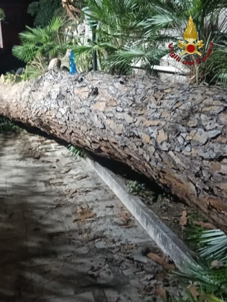 Grosso pino crolla nel cortile di un condominio, l’intervento dei Vigili del Fuoco