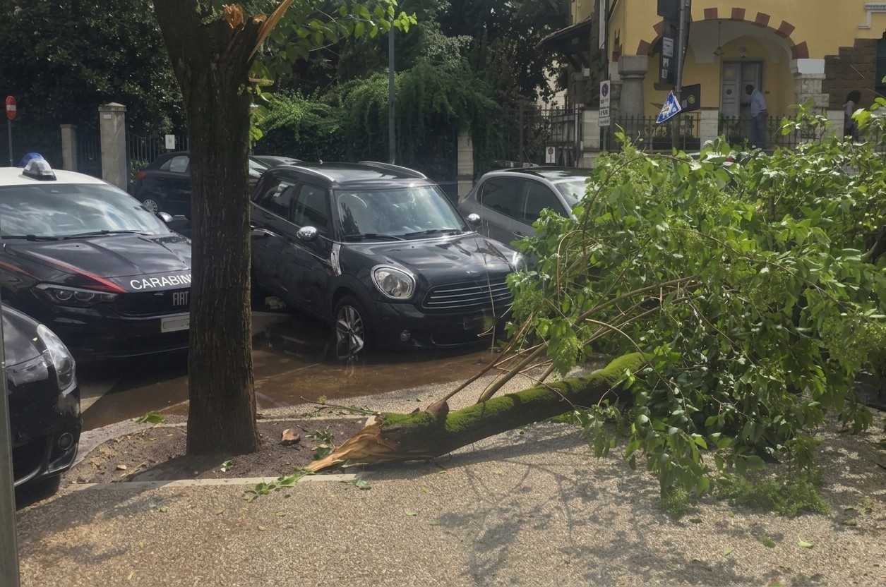 Ramo si stacca davanti al Liceo Avogadro: tre studenti feriti