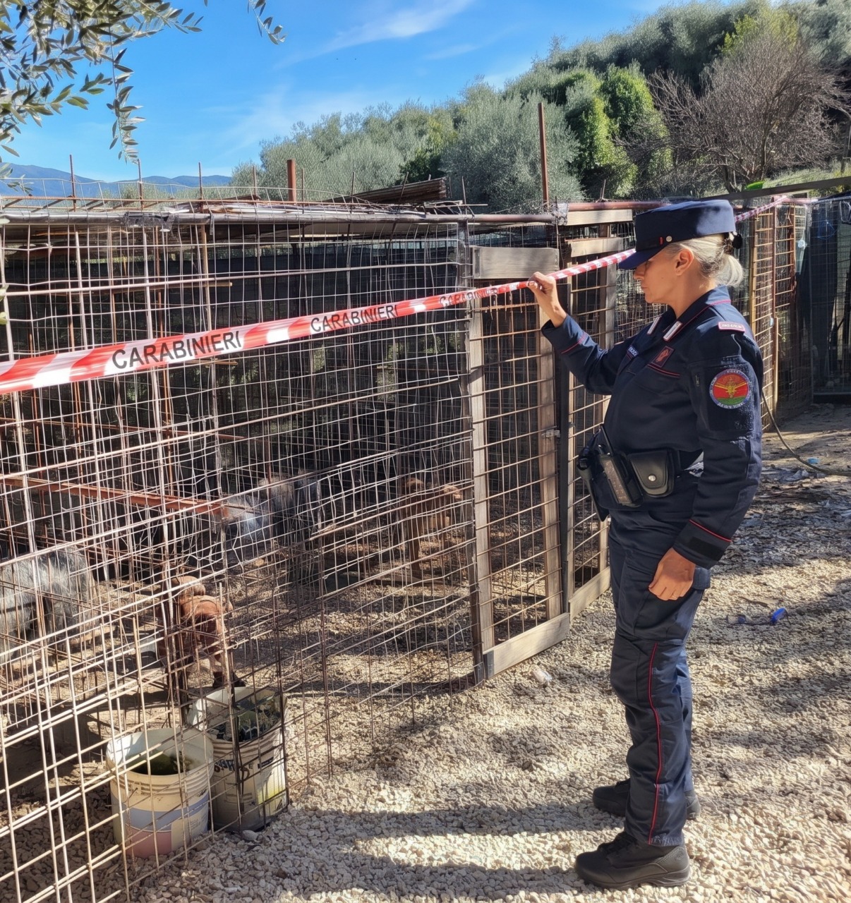 Sequestrati 24 pitbull dopati addestrati per combattimenti. VIDEO