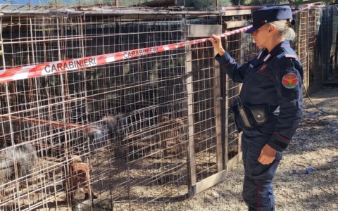 Sequestrati 24 pitbull dopati addestrati per combattimenti. VIDEO