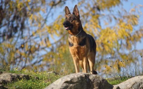 Una statua per Dox, il cane poliziotto simbolo di coraggio e fedeltà