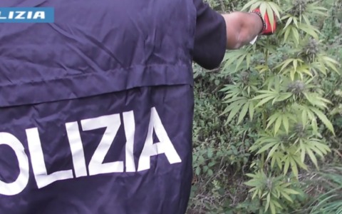 Coltivava marijuana, arrestato