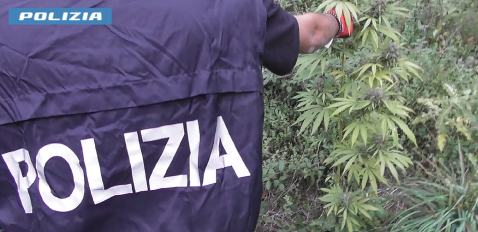 Coltivava marijuana, arrestato